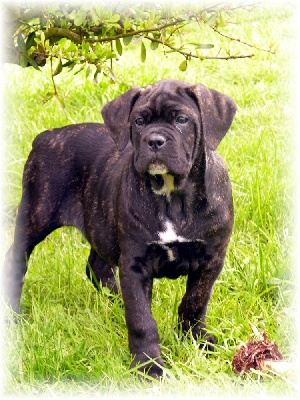 du bois d'Aquilas - Résultats de la Nationale d'élevage 100% Cane-corso !!!!!